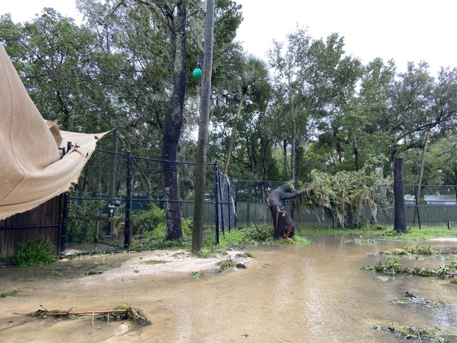 The Sanford Zoo continues to experience flooding from Hurricane Ian. Branches and leaves litter the grounds of the zoo.
