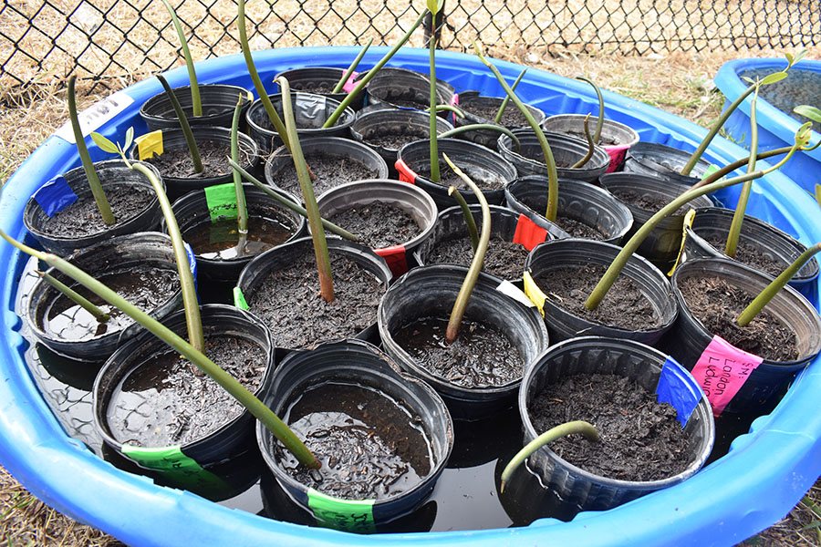 On Friday, Nov. 1, the mangrove trees are potted and brought outside to grow.