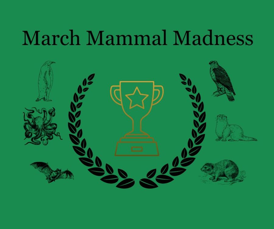 March+Mammal+Madness+is+directed+and+created+by+Professor+Katie+Hinde+of+Arizona+State+University+and+started+on+March+13.
